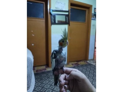 Sultan papağanı yavruları