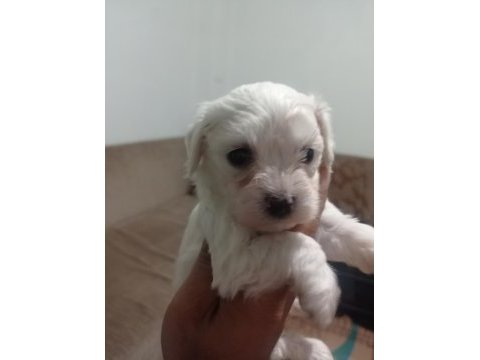 Maltese yavrular