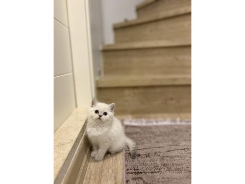 Bebek yüz brıtısh shorthair yavrularım 