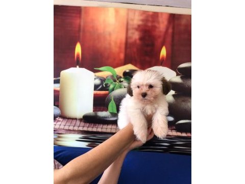 Efsane güzellikte shih tzu bebekler