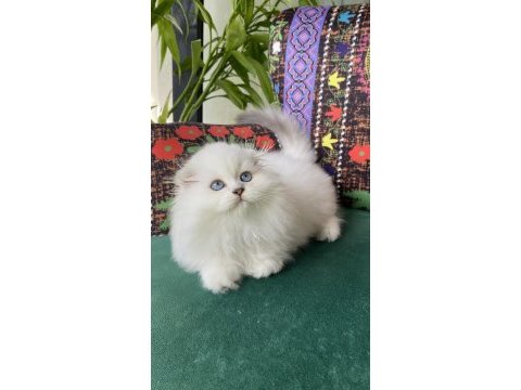 70 günlük biblo gibi yavru scottish fold