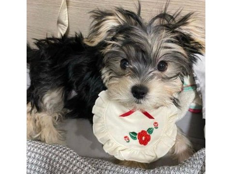 Ailenize neşe katacak mini yorkshire terrier dostlar