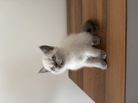 British blue point bebeklerimiz