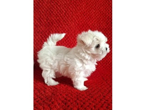 Maltese terrier ırkının en özel yavruları