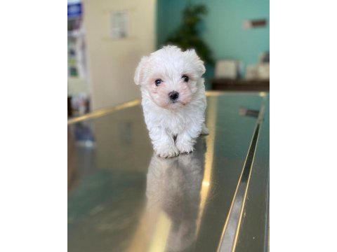 Yasal ruhsatlı çiftlikden maltipoo yavrularımız