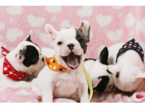 French bulldog yavruları