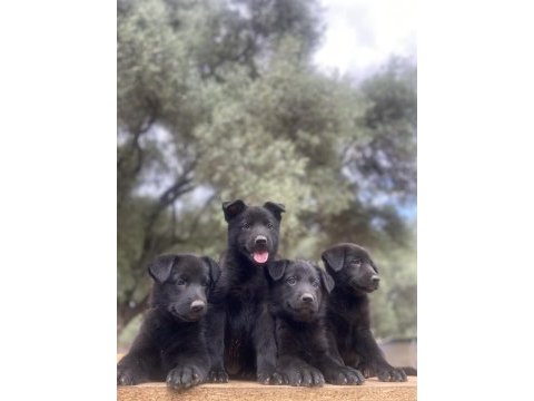 Muhteşem solid black alman kurdu yavrular