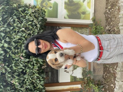 Beagle yavrularım sağlık ve ırk garantilidir