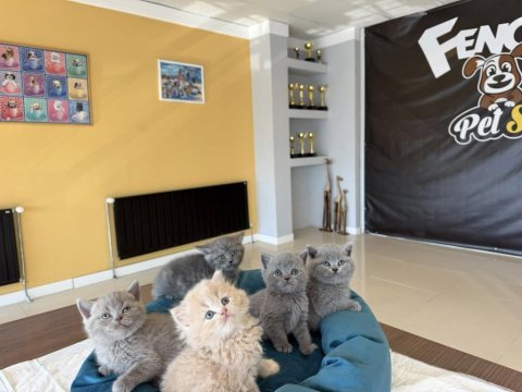 Top kafa scottısh fold yavruları fenomen pet shop
