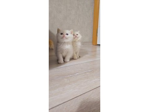 British shorthair show kalite üst soy dişi erkek yavrular