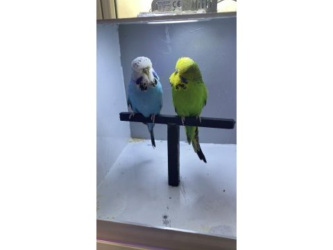 Show jumbo muhabbet kuşları