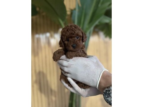 Referans yavru poodle köpekler