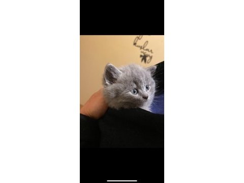 1.5 aylık british shorthair