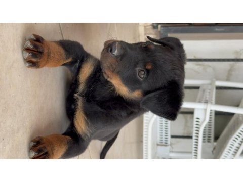 Rottweiler varsa daha iyisi o da annesi