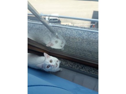 Acil british shorthair ilanı 11 aylık kedimiz eşyalarıyla
