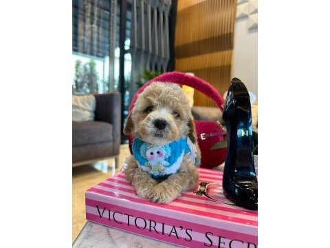 Maltipoo oğlumuz yoyo
