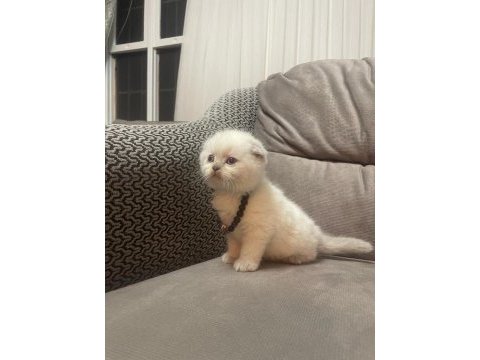 Teslime hazır british shorthair