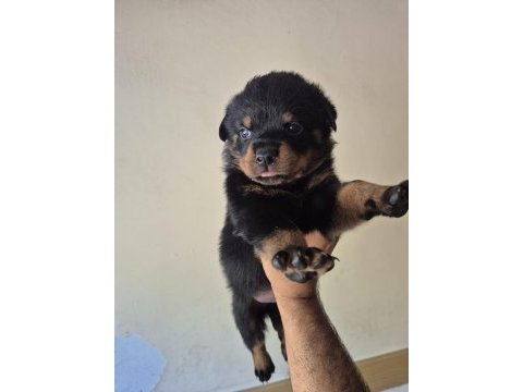 A kalite rottweiler koca kafa yavrular
