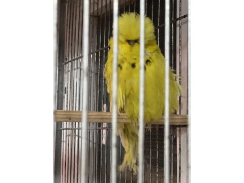Show jumbo muhabbet kuşu yavrular ve takımlar