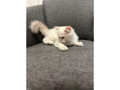 Süper kalite erkek british longhair