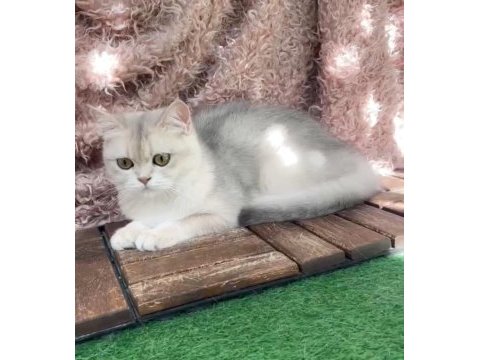 British shorthair ay dişi kısır değildir