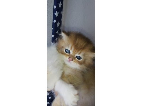 British shorthair ve longhair golden ve point yavrular