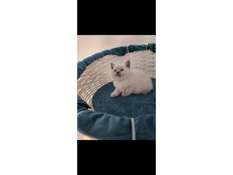 British shorthair blue point