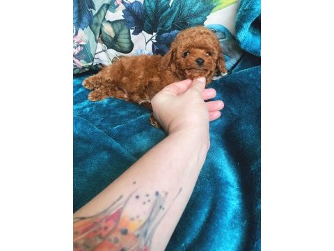 Wc eğitimli 4 aylık 500 gr micro tea cup poodle