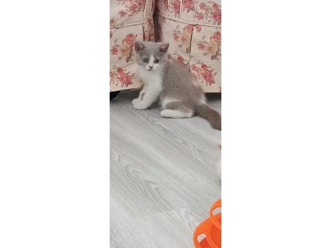 British bicolor güzel kızımız