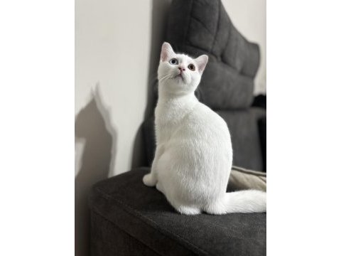 4 aylık british shorthair odd eye
