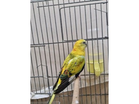 Şarkıcı paraket papağanı