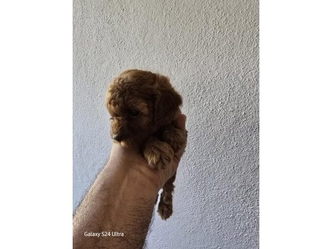 Yavru top poodle sağlık ve ırk garantilidir