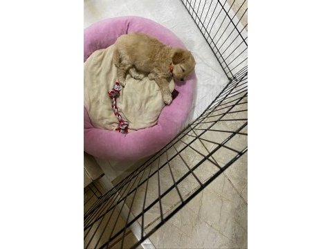 2 aylık maltipoo bütün malzemeleri ile birlikte
