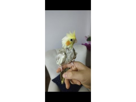 Ele alışık evcil sultan papağanı yavruları 1.5 2aylık