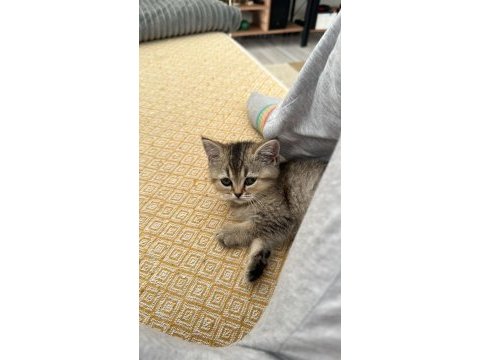 4 aylık black golden kalite british shorthair