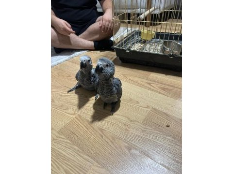 Yeme düşmüş bebek jako