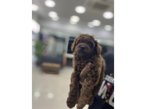 Red brown toy poodle @petclubadanaa