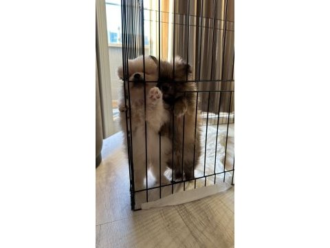 Yavru pomeranian boo