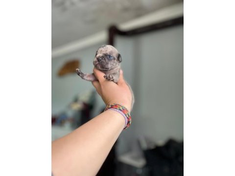 Egzotik french bulldog bebeklerimiz