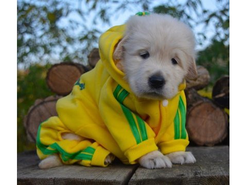 Golden retriever gelip görerek alabilirsiniz