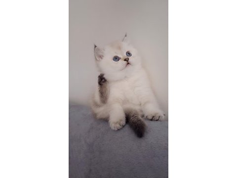 British ve scottish bebekler