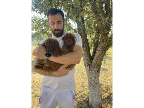 Kore dark brown toy poddle bebekler