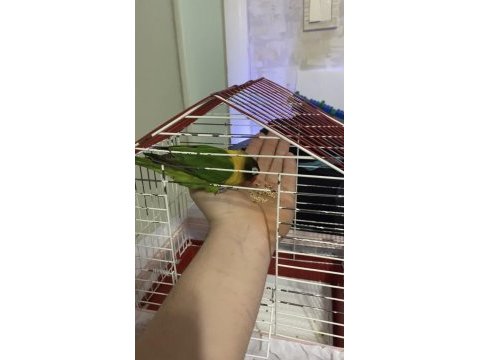 Temiz sağlıklı yavru cennet papağanı