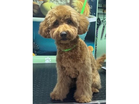 Toy poodle erkek 5 aylık