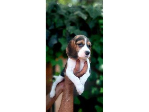 Beagle yavrularımız safkan bebişler