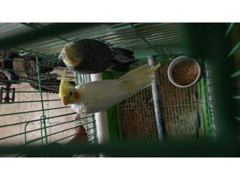 Sağlıklı sultan papağanı