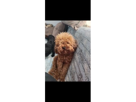 Sağlık ve kilo garantili kore poodle yavrularımız
