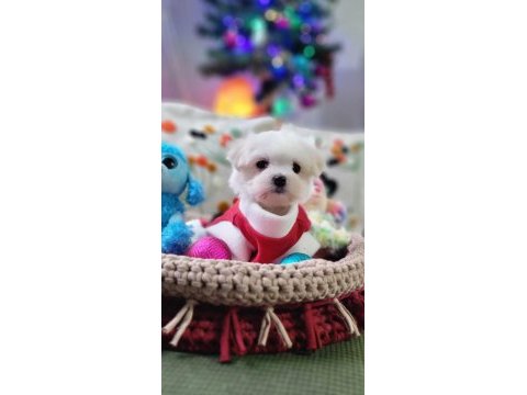 Şecereli teacup kore kanı dişi maltese yavrumuz