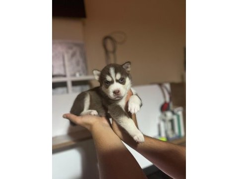 Harika husky köpekler
