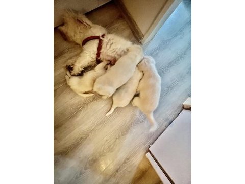 Beyaz meleklerim terrier maltese